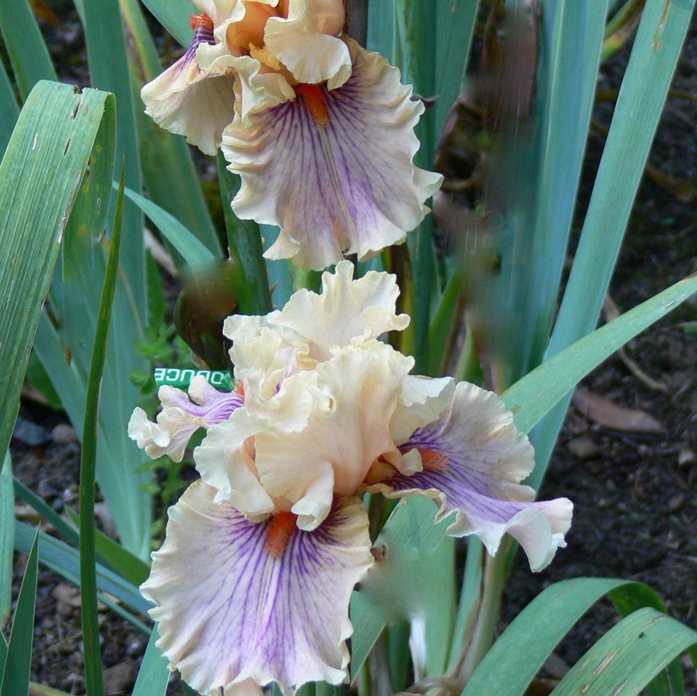Photo of Tall Bearded Iris (Iris 'Center Line') uploaded by janwax