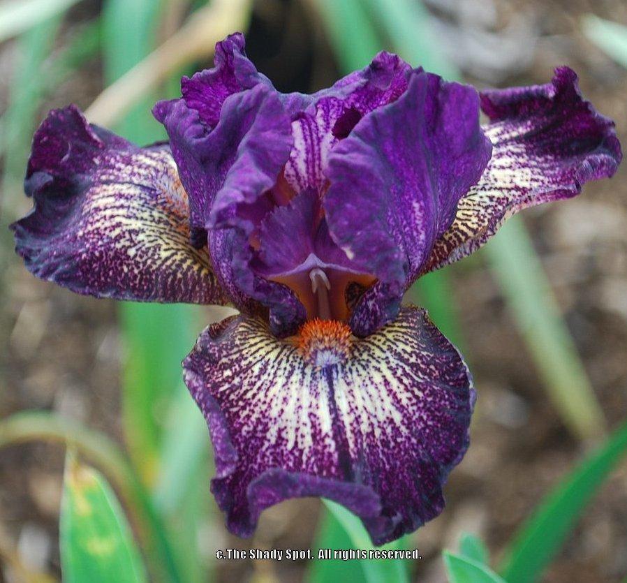Photo of Intermediate Bearded Iris (Iris 'Devil's Playground') uploaded by lovemyhouse