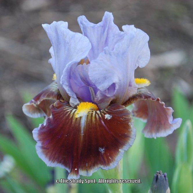 Photo of Intermediate Bearded Iris (Iris 'Man's Best Friend') uploaded by lovemyhouse