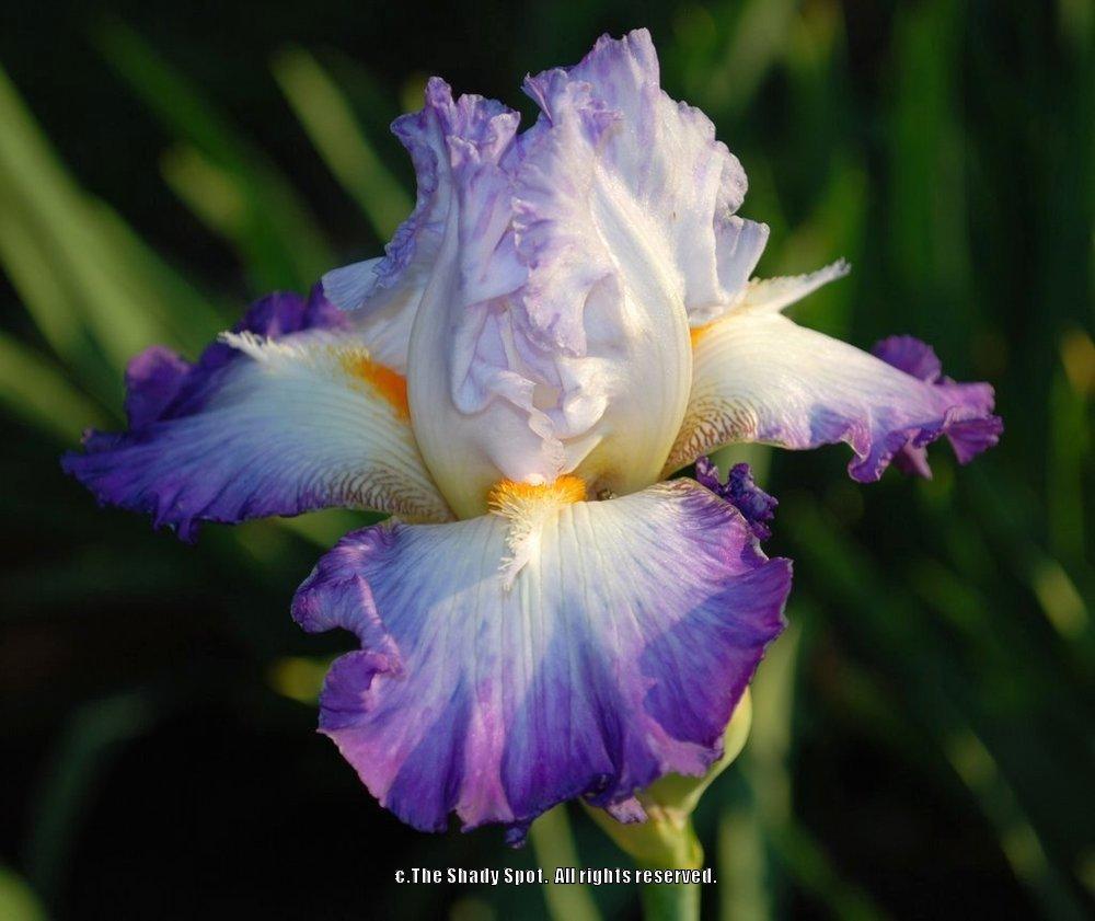 Photo of Tall Bearded Iris (Iris 'Conjuration') uploaded by lovemyhouse