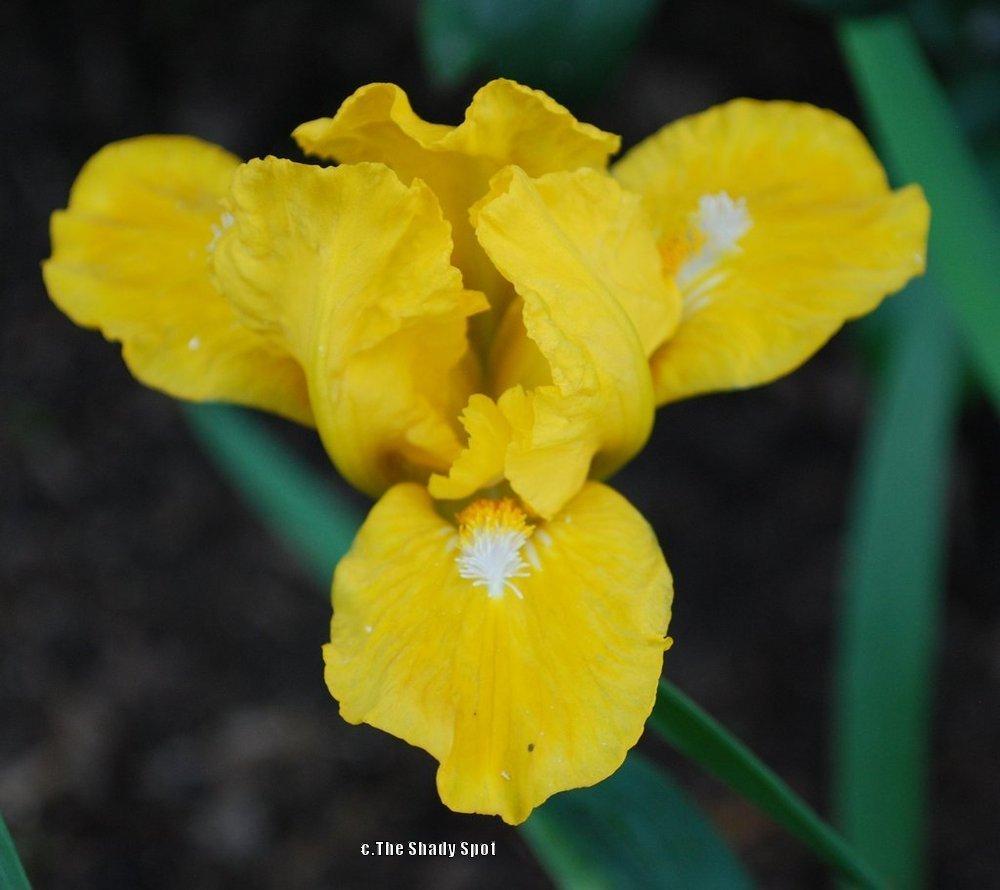 Photo of Standard Dwarf Bearded Iris (Iris 'Cache of Gold') uploaded by lovemyhouse