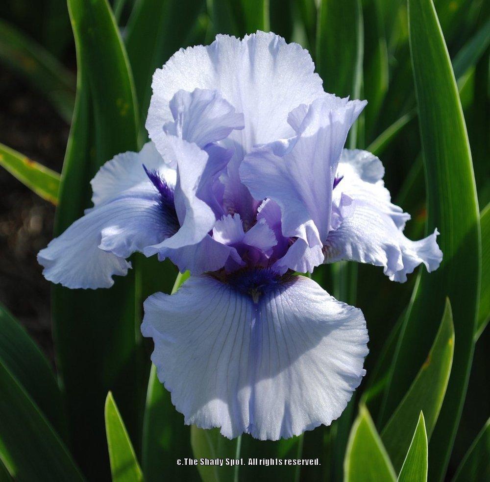 Photo of Tall Bearded Iris (Iris 'Alien Mist') uploaded by lovemyhouse