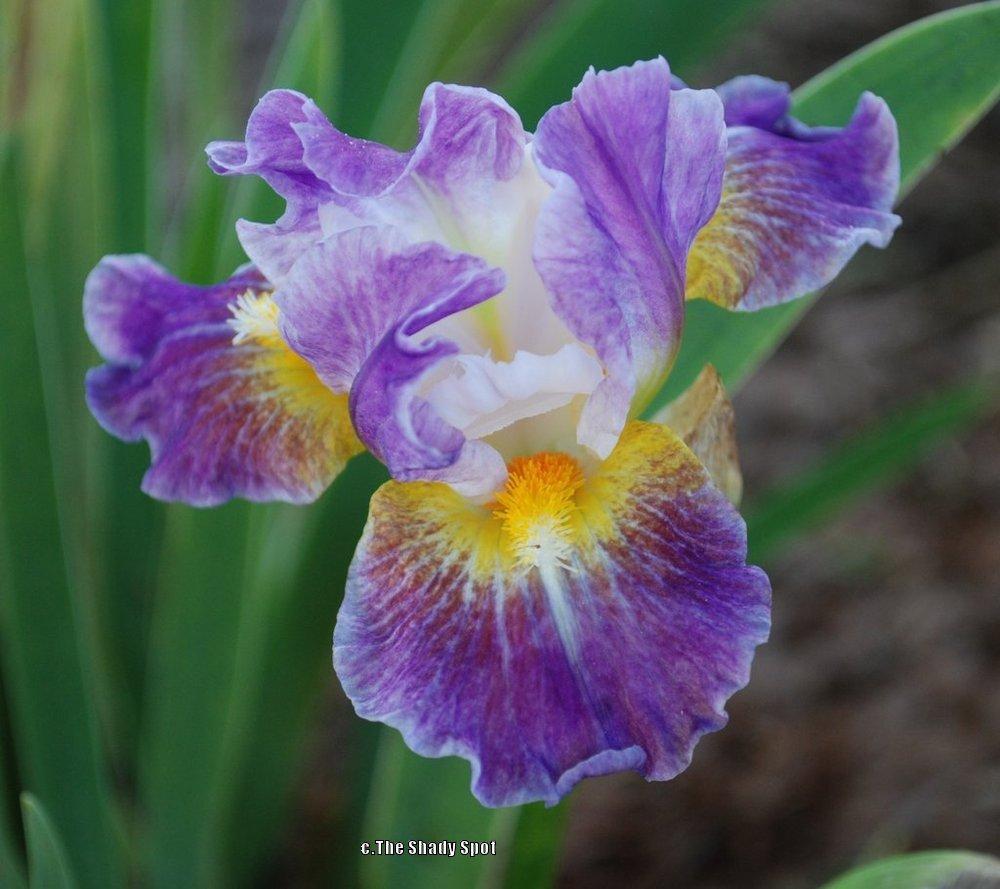 Photo of Intermediate Bearded Iris (Iris 'Backlit Beauty') uploaded by lovemyhouse