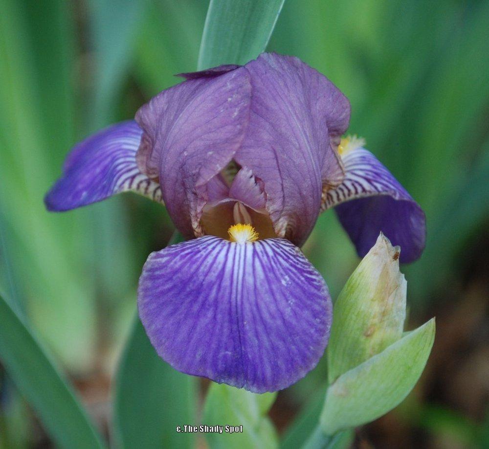 Photo of Miniature Tall Bearded Iris (Iris 'Bangles') uploaded by lovemyhouse