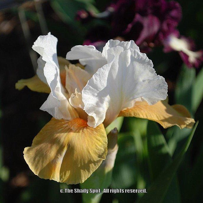 Photo of Intermediate Bearded Iris (Iris 'Champagne Encore') uploaded by lovemyhouse