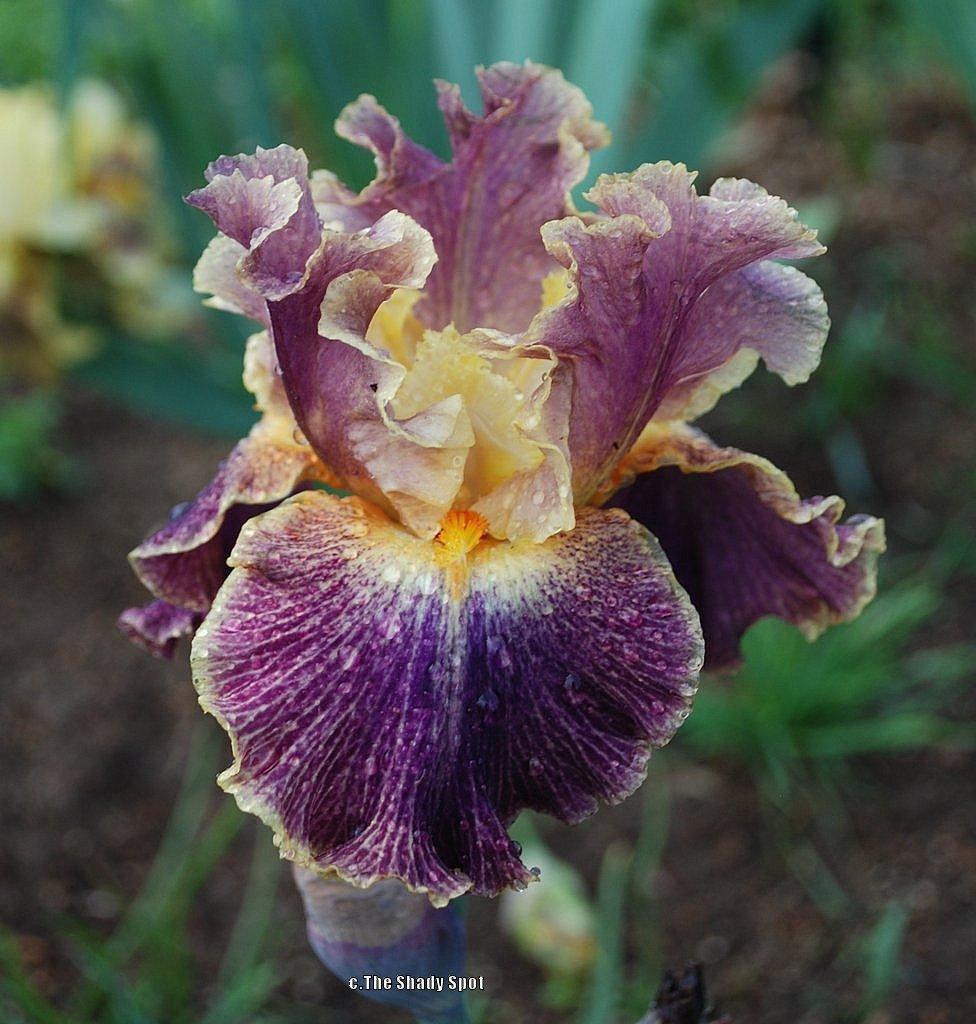 Photo of Border Bearded Iris (Iris 'Glo-Ray Hallelujah') uploaded by lovemyhouse