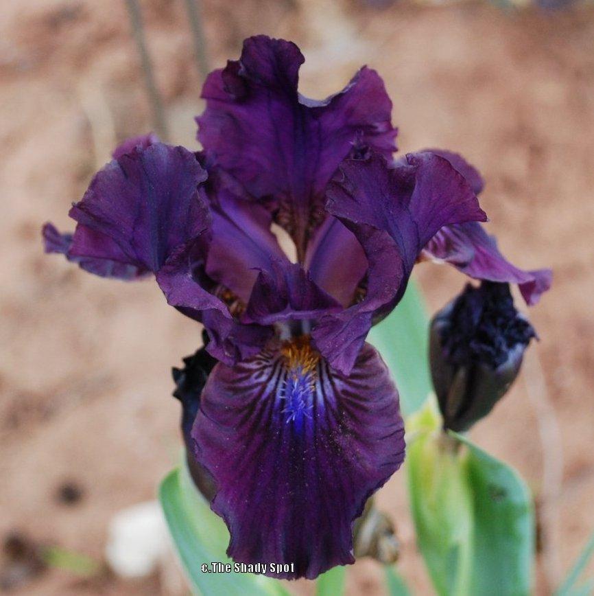Photo of Standard Dwarf Bearded Iris (Iris 'Negra Modelo') uploaded by lovemyhouse