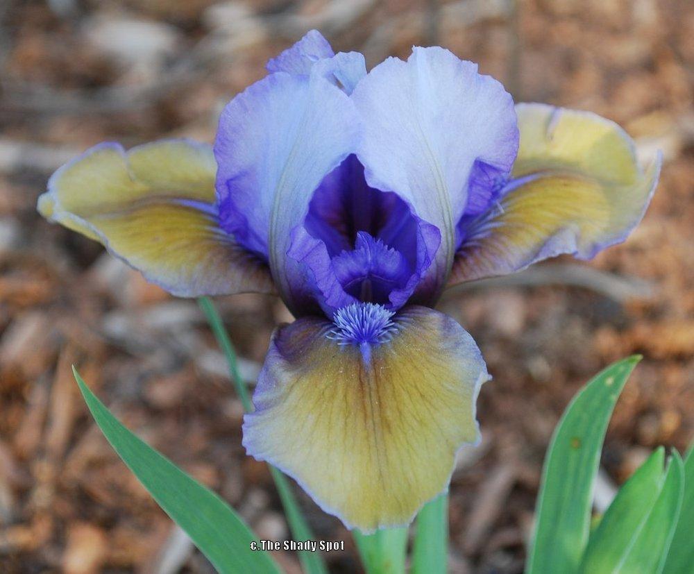 Photo of Standard Dwarf Bearded Iris (Iris 'Blueberry Tart') uploaded by lovemyhouse