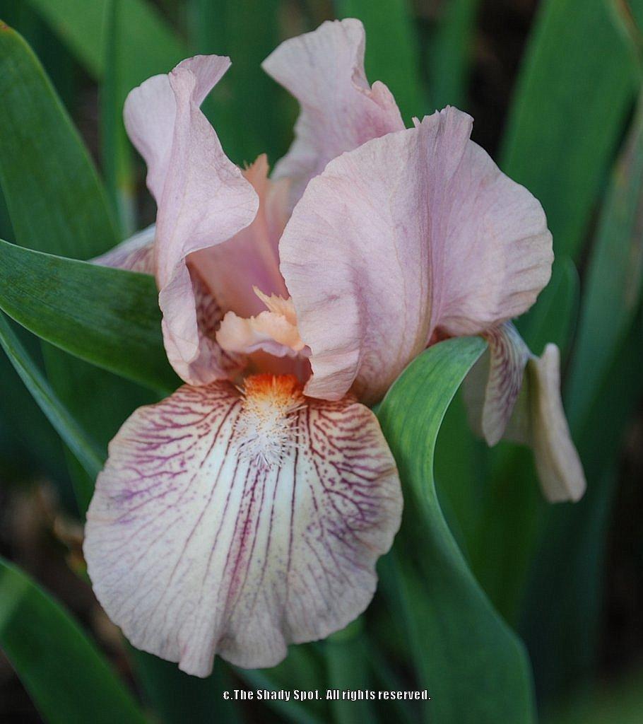 Photo of Intermediate Bearded Iris (Iris 'Pink Collage') uploaded by lovemyhouse