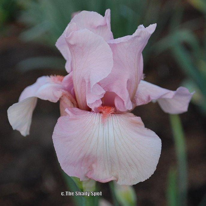 Photo of Tall Bearded Iris (Iris 'Vanity') uploaded by lovemyhouse