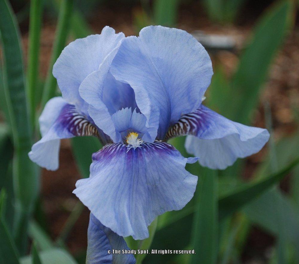 Photo of Intermediate Bearded Iris (Iris 'Fantastic Blue') uploaded by lovemyhouse