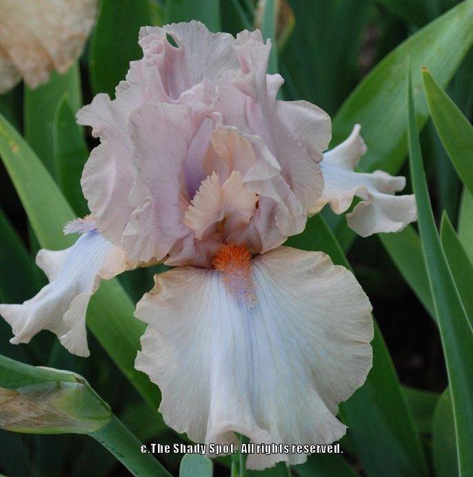 Photo of Tall Bearded Iris (Iris 'Mauvelous') uploaded by lovemyhouse