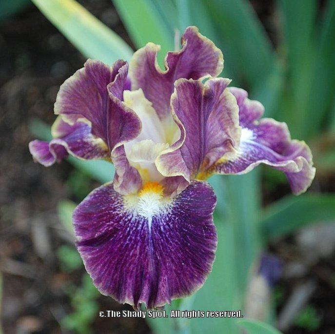 Photo of Intermediate Bearded Iris (Iris 'Micro Burst') uploaded by lovemyhouse