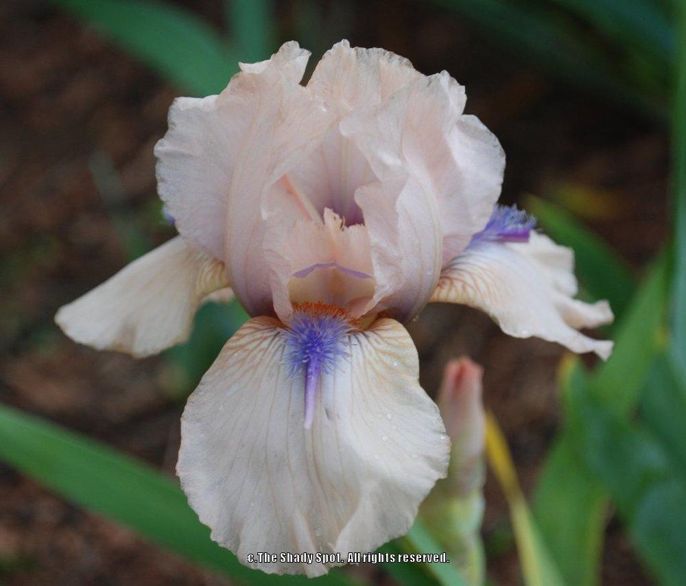 Photo of Intermediate Bearded Iris (Iris 'Concertina') uploaded by lovemyhouse