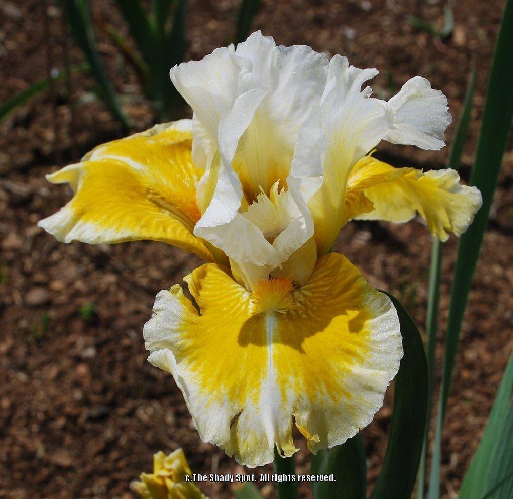 Photo of Intermediate Bearded Iris (Iris 'Tessie the Tease') uploaded by lovemyhouse