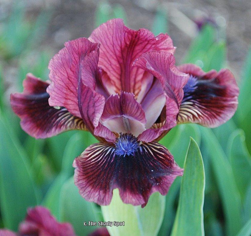 Photo of Standard Dwarf Bearded Iris (Iris 'Exotic Eyes') uploaded by lovemyhouse