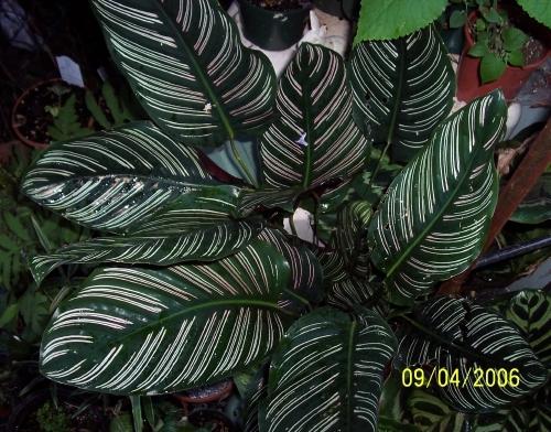 Photo of Pin Stripe Plant (Goeppertia ornata) uploaded by Amazindirt