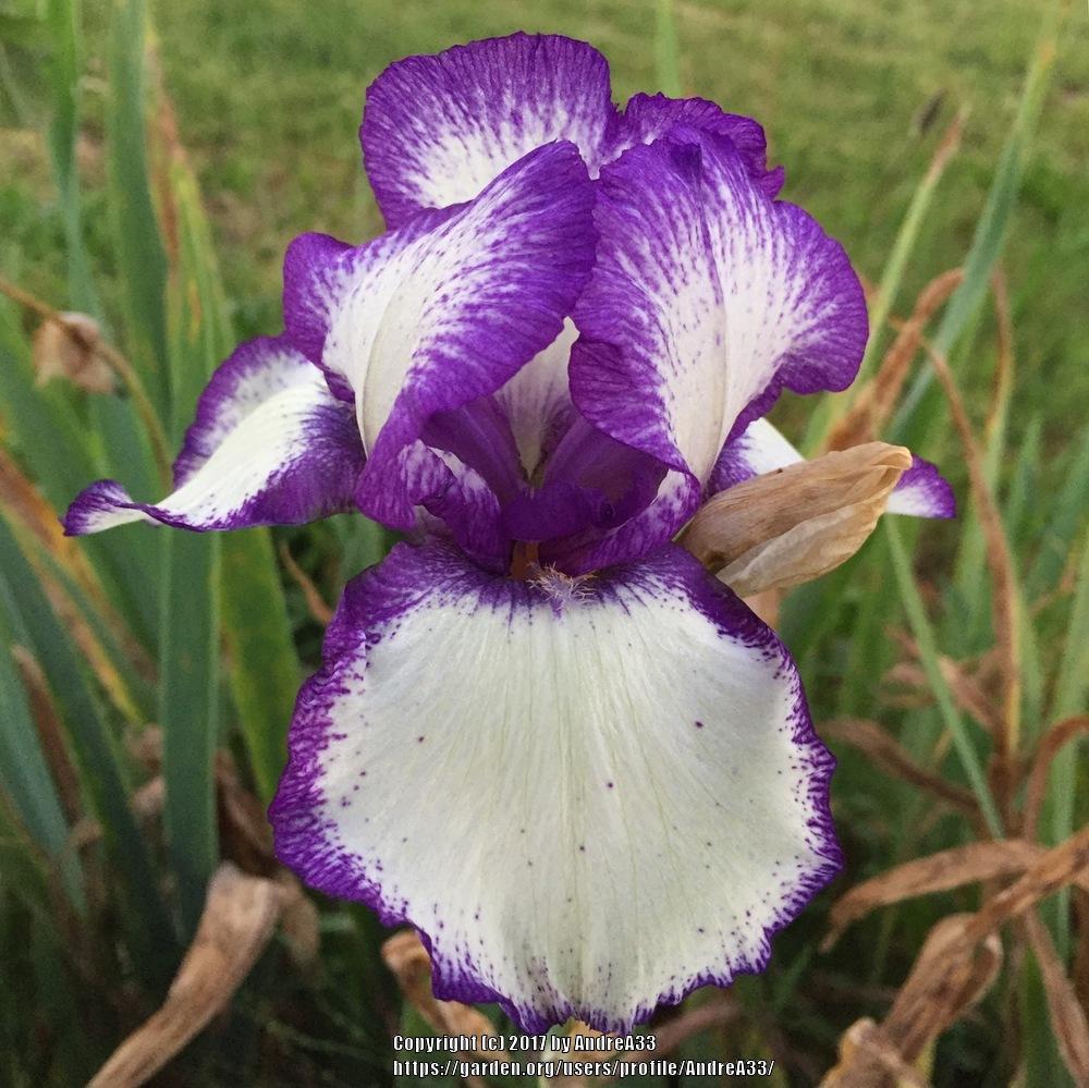 Photo of Tall Bearded Iris (Iris 'Loop the Loop') uploaded by AndreA33