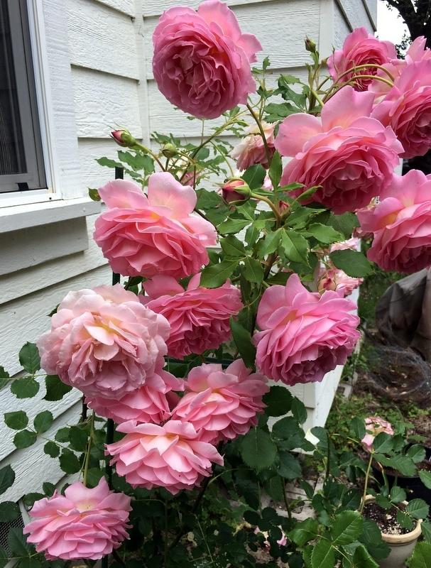 Photo of Rose (Rosa 'Jubilee Celebration') uploaded by Calif_Sue