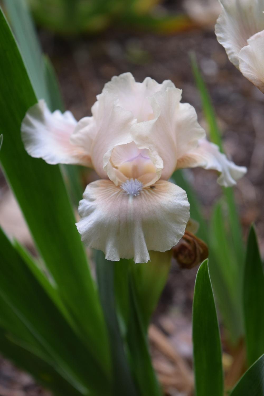 Photo of Standard Dwarf Bearded Iris (Iris 'Amorous Duet') uploaded by Dachsylady86