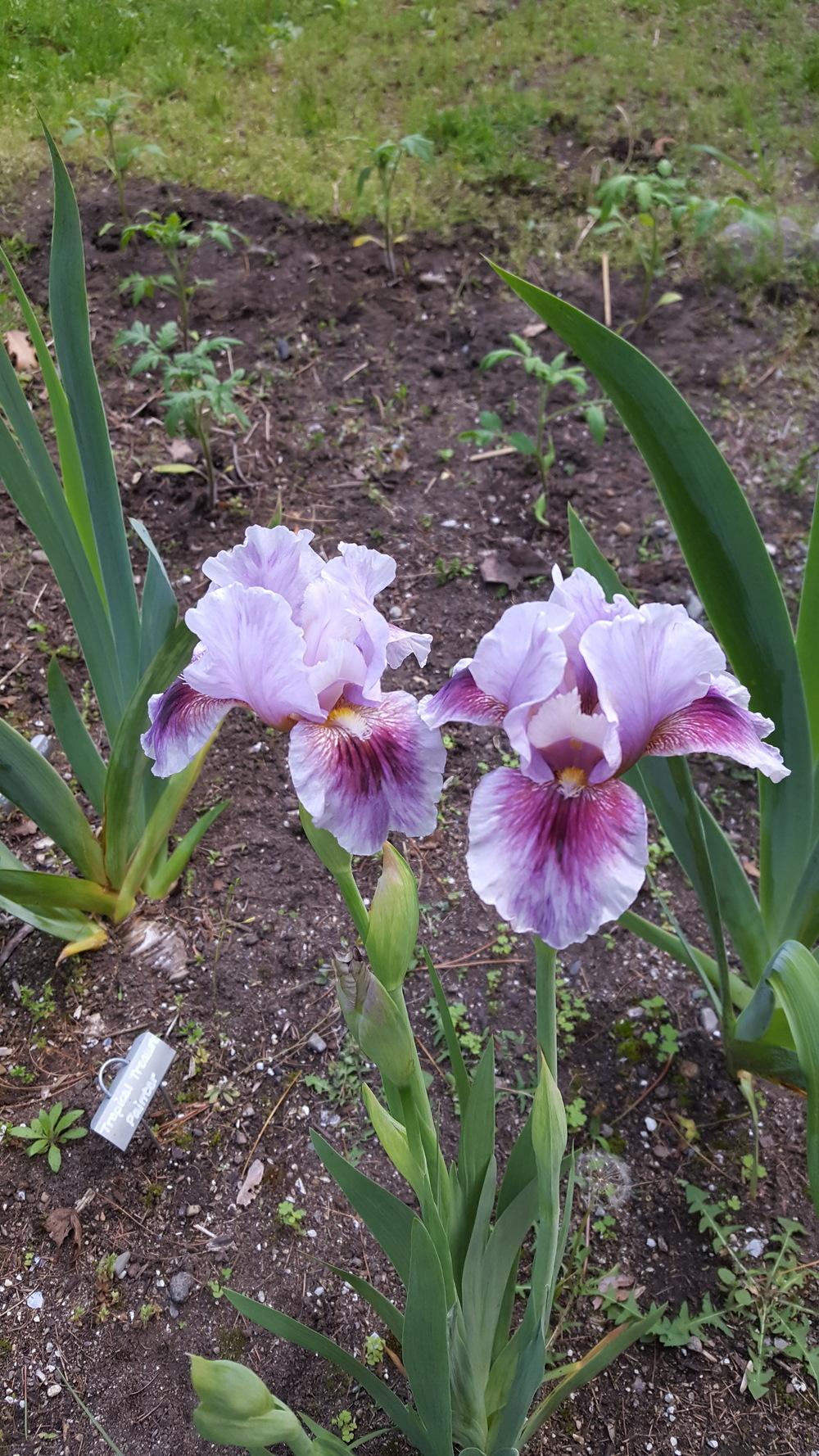 Photo of Arilbred Iris (Iris 'Free as the Wind') uploaded by Dachsylady86