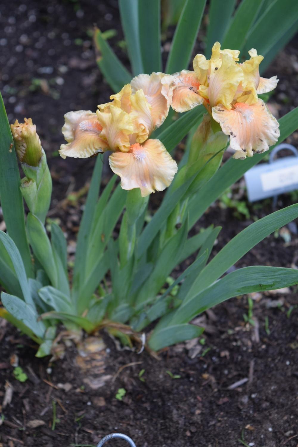Photo of Standard Dwarf Bearded Iris (Iris 'Orange Obsession') uploaded by Dachsylady86