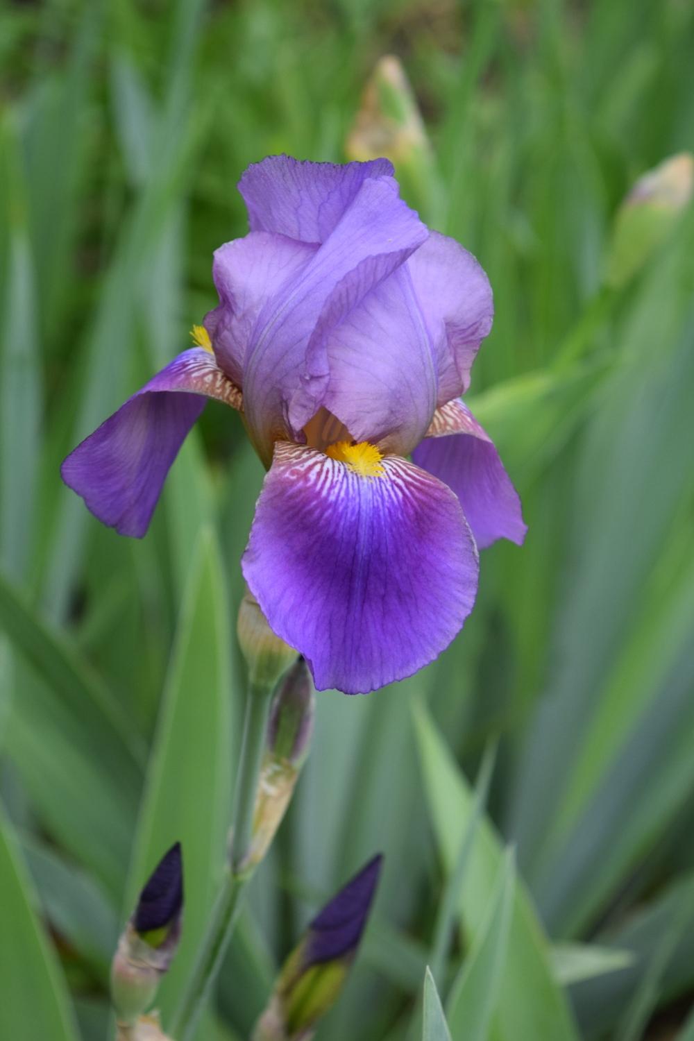 Photo of Tall Bearded Iris (Iris 'Lent A. Williamson') uploaded by Dachsylady86
