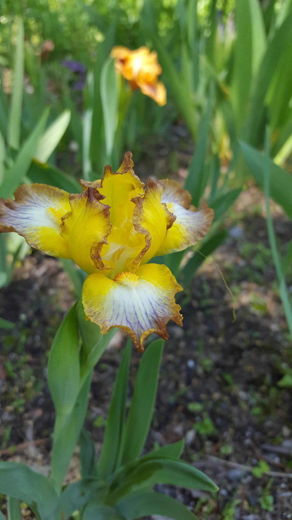 Photo of Standard Dwarf Bearded Iris (Iris 'Bazinga') uploaded by Dachsylady86