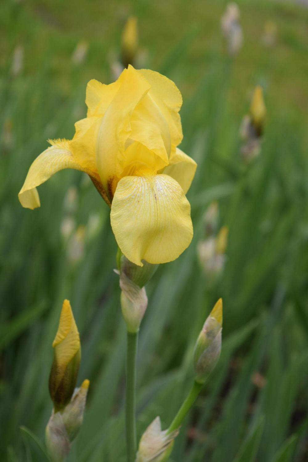 Photo of Tall Bearded Iris (Iris 'Coronation') uploaded by Dachsylady86