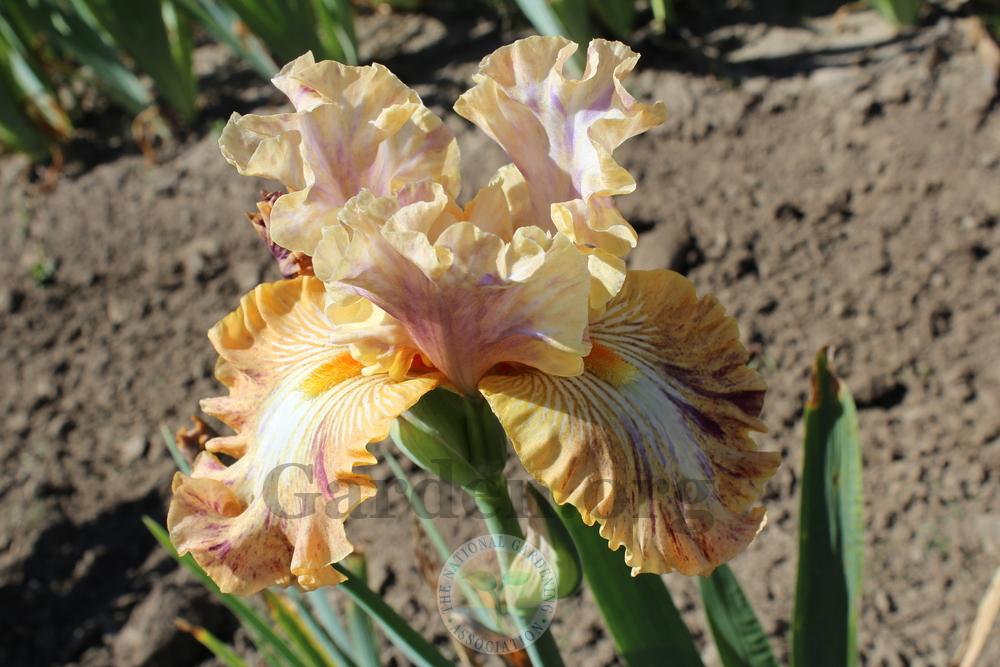 Photo of Tall Bearded Iris (Iris 'Big Break') uploaded by HighdesertNiki