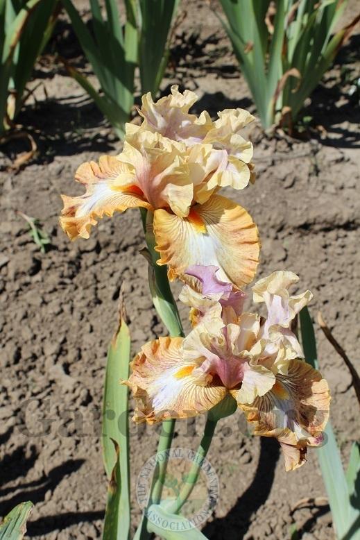 Photo of Tall Bearded Iris (Iris 'Big Break') uploaded by HighdesertNiki