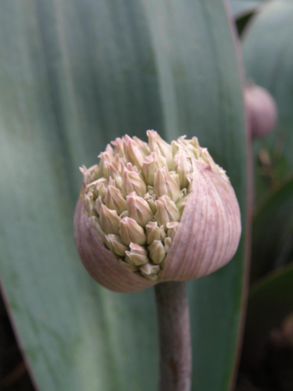 Photo of Turkestan Onion (Allium karataviense) uploaded by IrisLilli