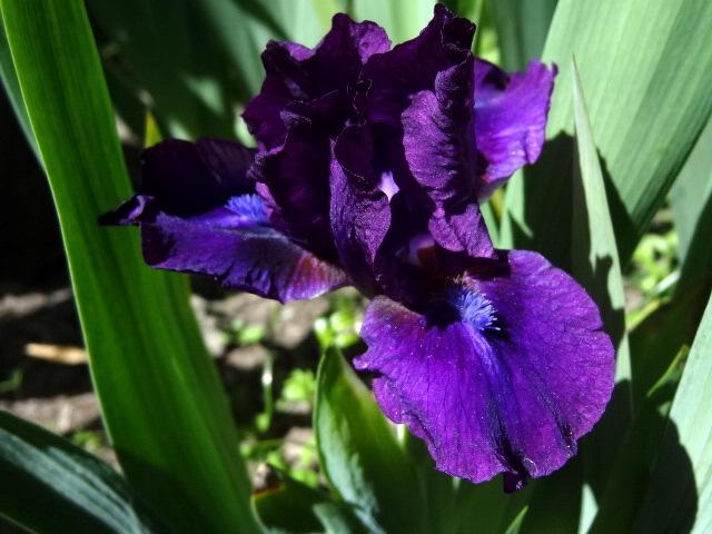 Photo of Standard Dwarf Bearded Iris (Iris 'Bourgeois') uploaded by Orsola