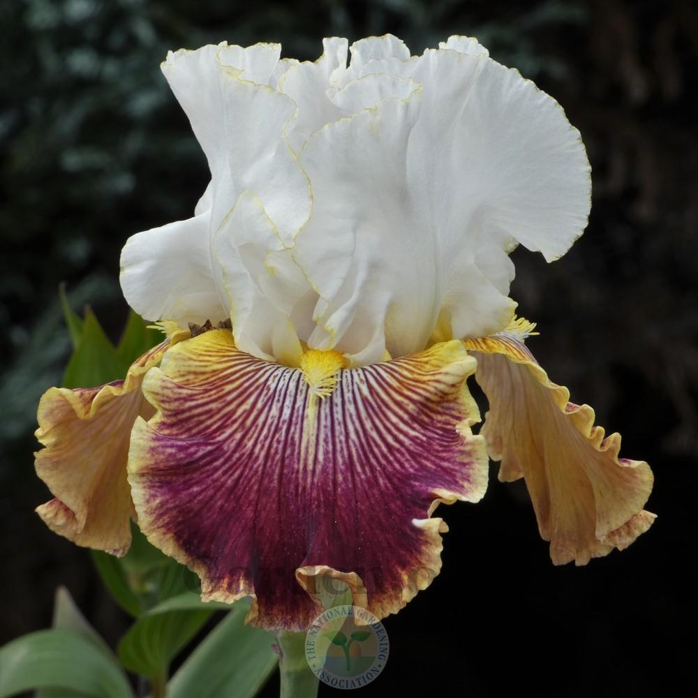 Photo of Tall Bearded Iris (Iris 'Wonders Never Cease') uploaded by Patty