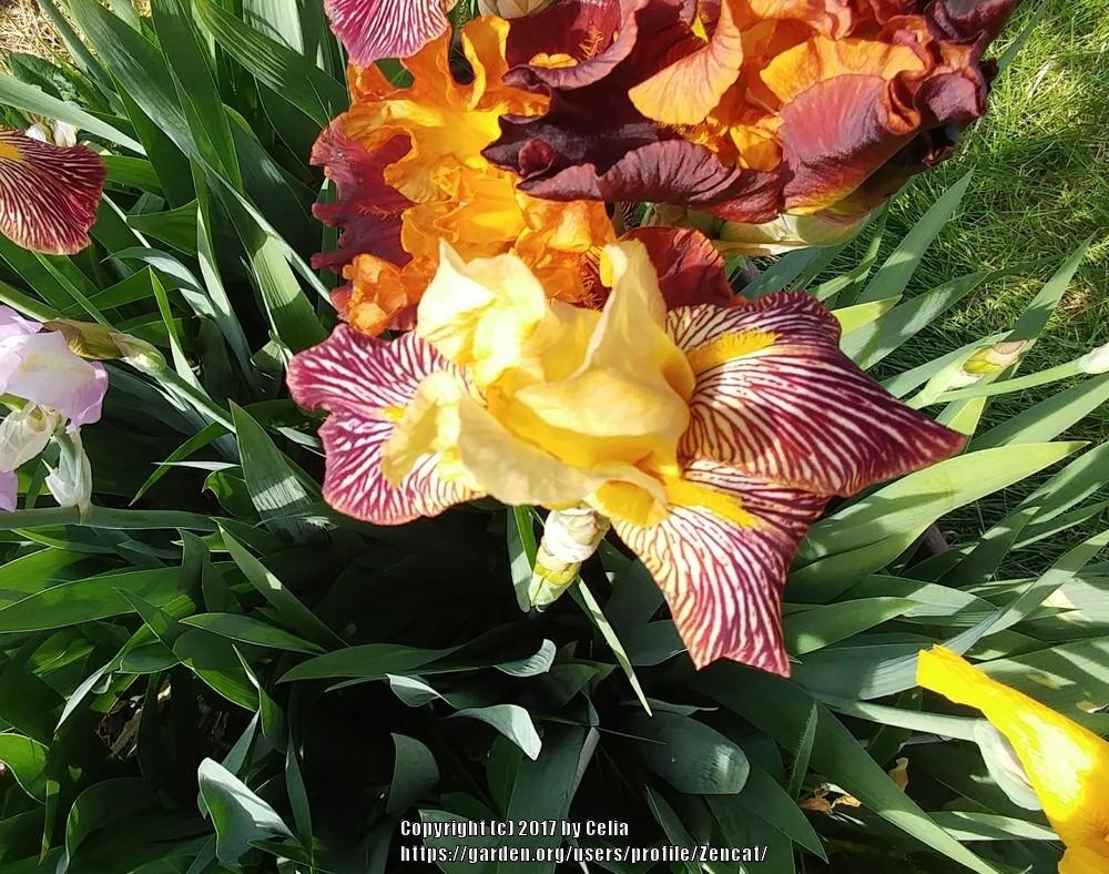 Photo of Intermediate Bearded Iris (Iris 'Navajo') uploaded by Zencat