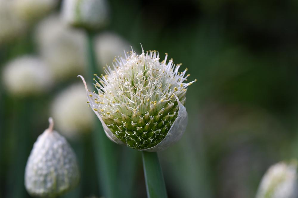 Photo of Evergreen Bunching Onion (Allium fistulosum) uploaded by cliftoncat