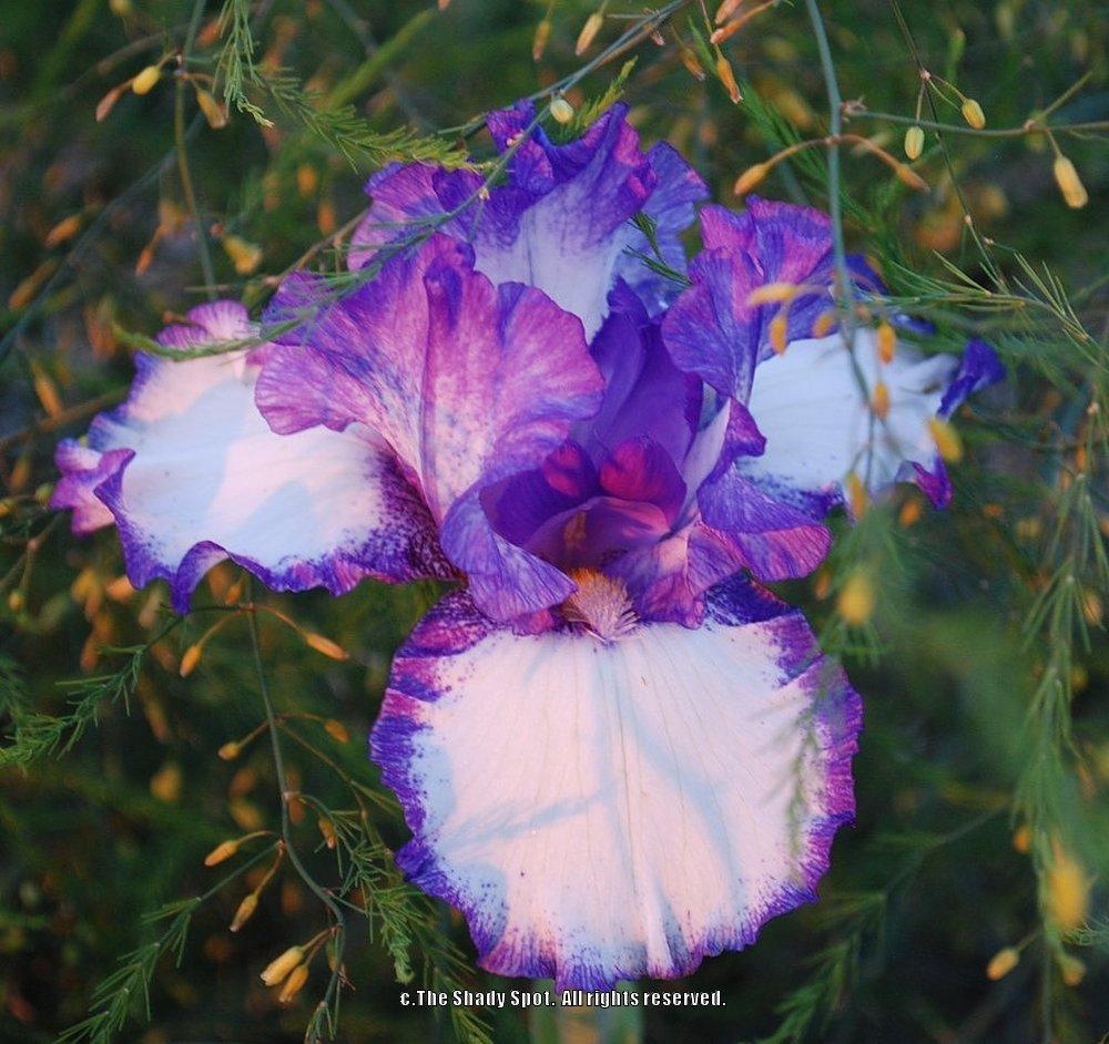 Photo of Tall Bearded Iris (Iris 'Bountiful Harvest') uploaded by lovemyhouse