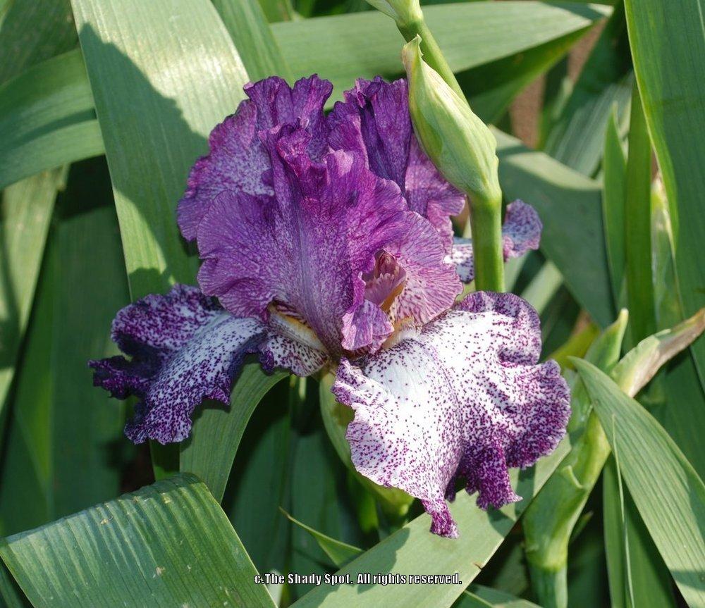 Photo of Tall Bearded Iris (Iris 'Autumn Explosion') uploaded by lovemyhouse