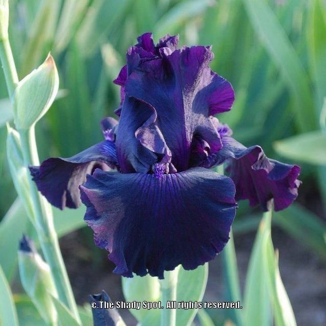 Photo of Tall Bearded Iris (Iris 'Ozark Rebounder') uploaded by lovemyhouse