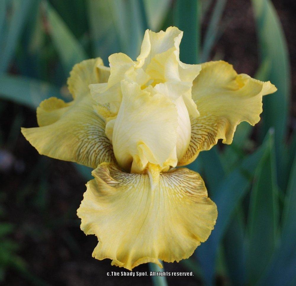 Photo of Tall Bearded Iris (Iris 'Buckwheat') uploaded by lovemyhouse