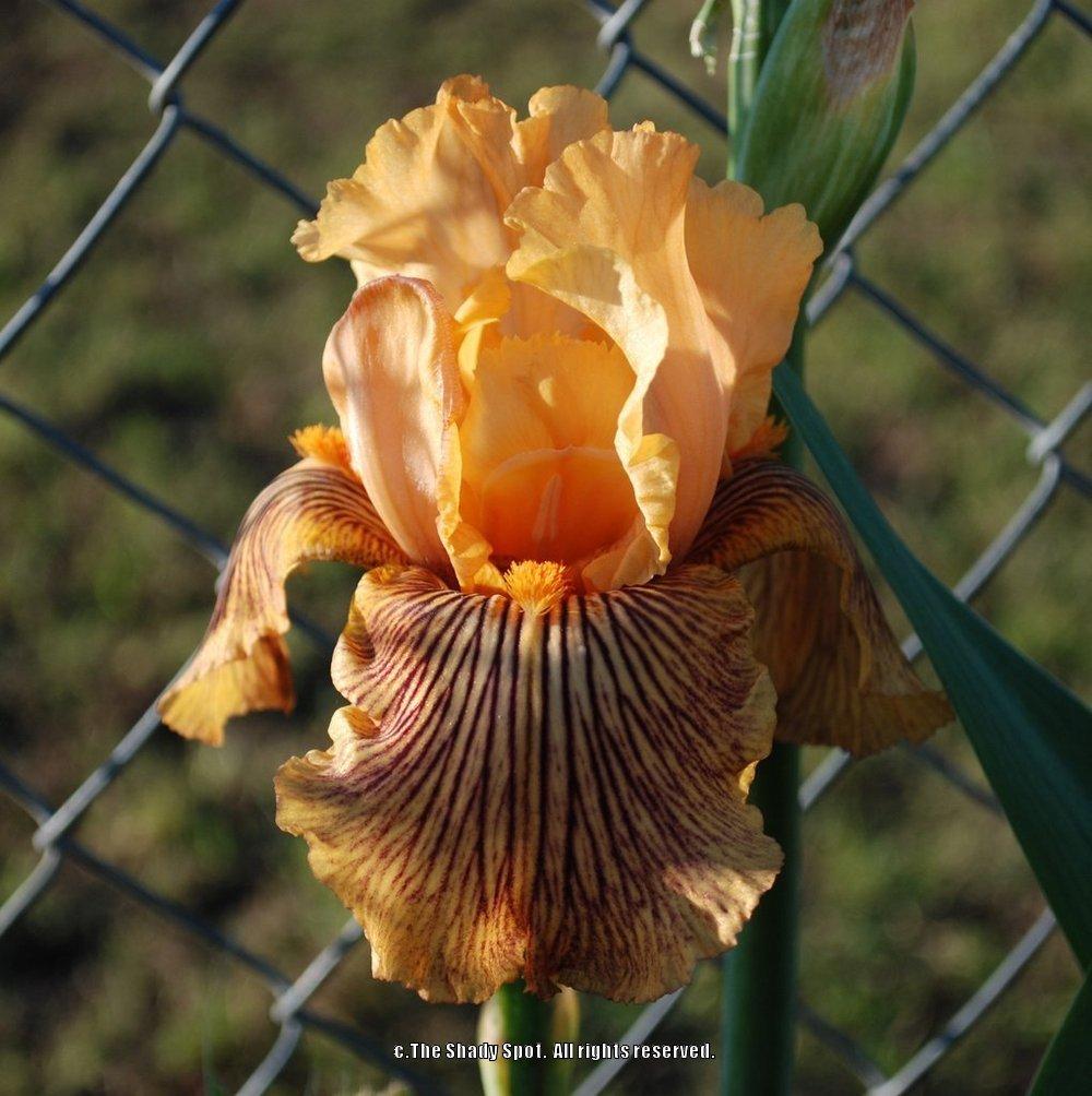 Photo of Tall Bearded Iris (Iris 'Teasing Tiger') uploaded by lovemyhouse