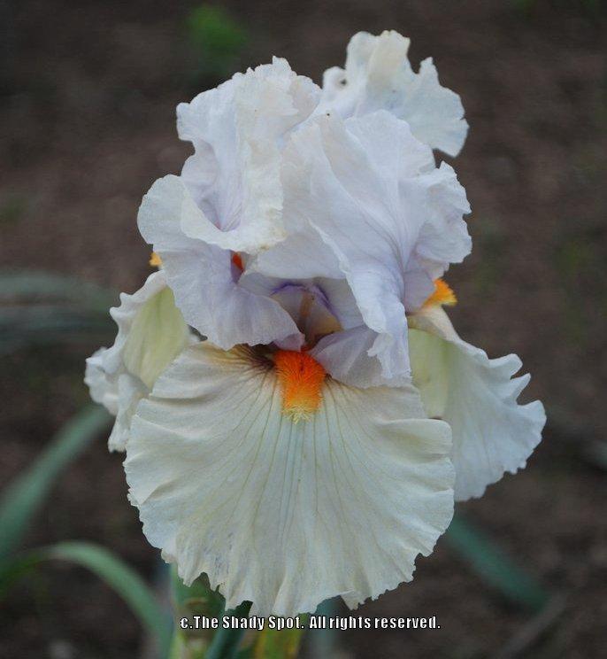 Photo of Tall Bearded Iris (Iris 'Chenille') uploaded by lovemyhouse