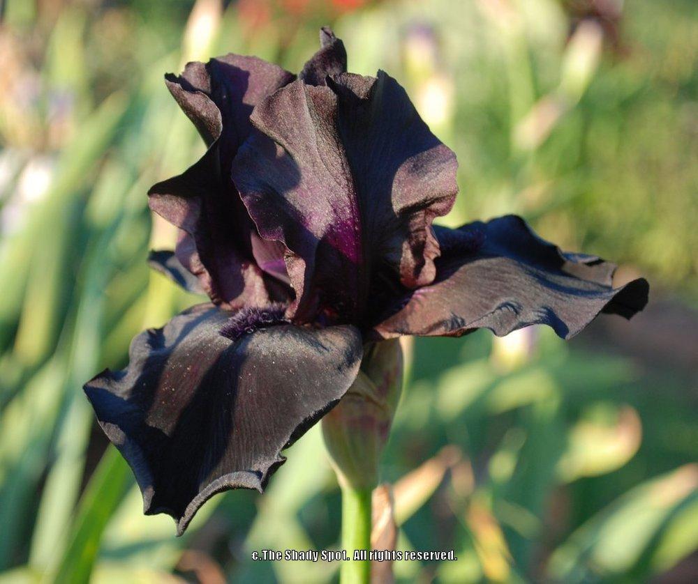 Photo of Tall Bearded Iris (Iris 'Before the Storm') uploaded by lovemyhouse