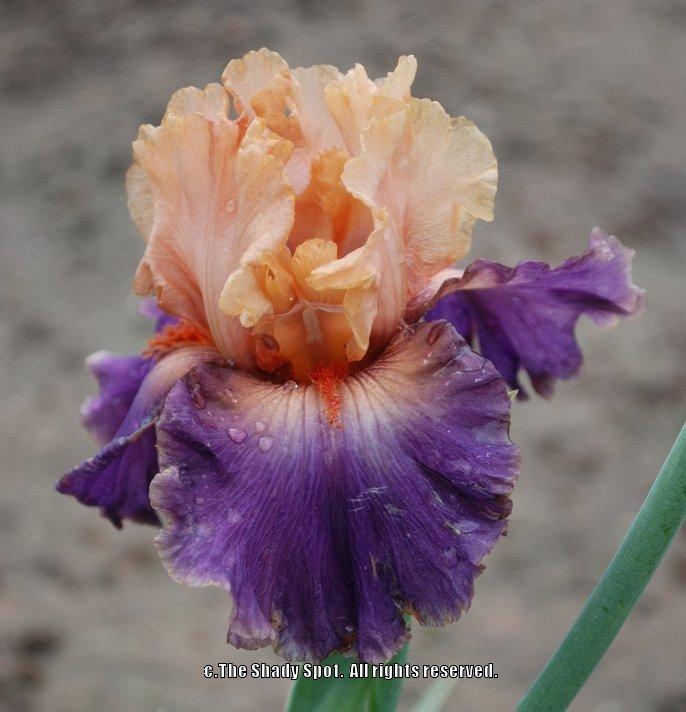 Photo of Tall Bearded Iris (Iris 'Broken Heart') uploaded by lovemyhouse