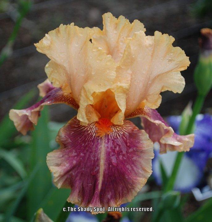 Photo of Tall Bearded Iris (Iris 'Aardvark Lark') uploaded by lovemyhouse