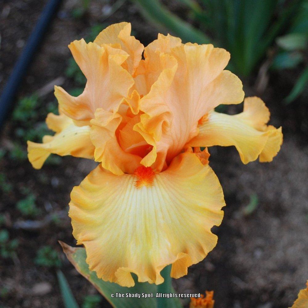 Photo of Tall Bearded Iris (Iris 'Crackling Caldera') uploaded by lovemyhouse