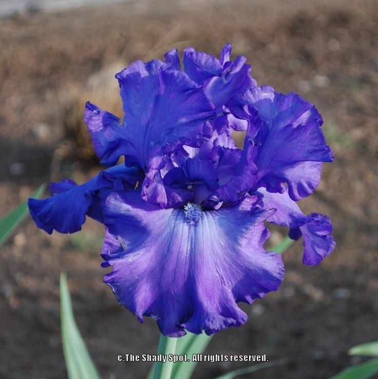 Photo of Tall Bearded Iris (Iris 'Change in the Weather') uploaded by lovemyhouse