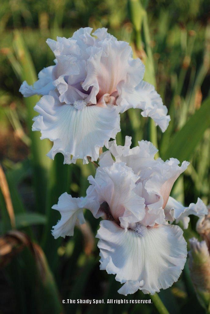 Photo of Tall Bearded Iris (Iris 'Beauty Within') uploaded by lovemyhouse