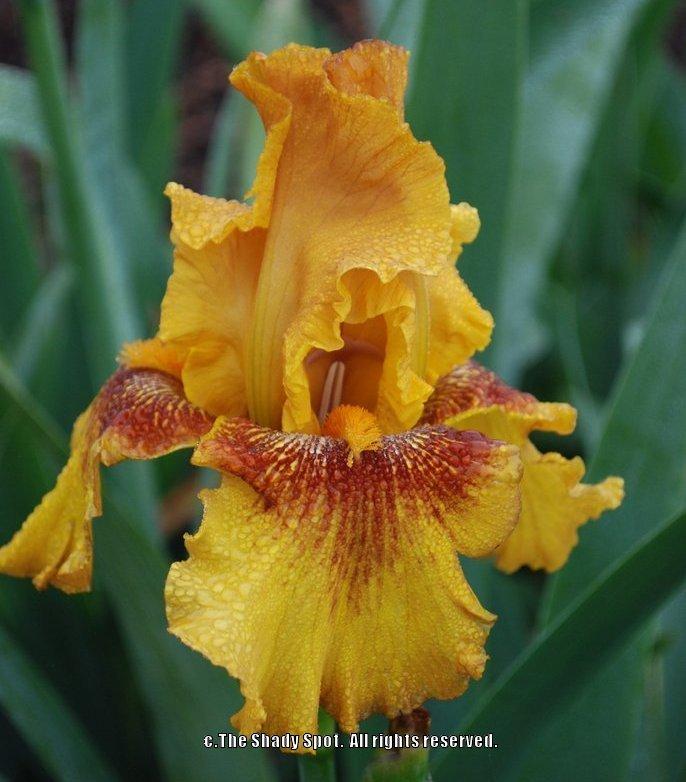 Photo of Tall Bearded Iris (Iris 'Burst') uploaded by lovemyhouse