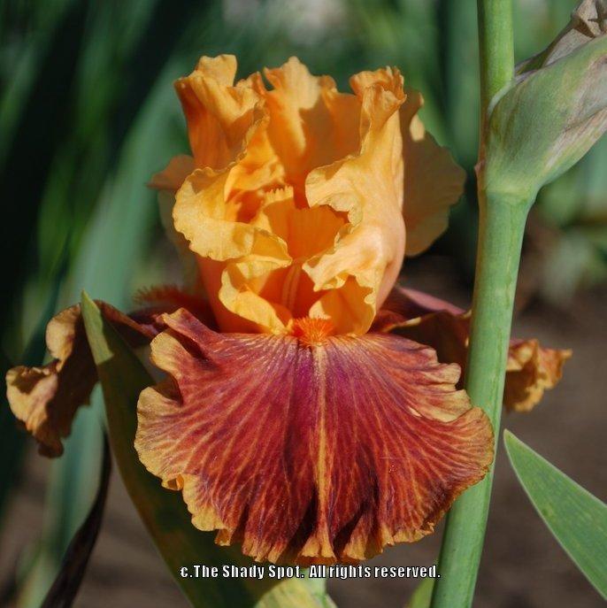 Photo of Tall Bearded Iris (Iris 'Bottle Rocket') uploaded by lovemyhouse